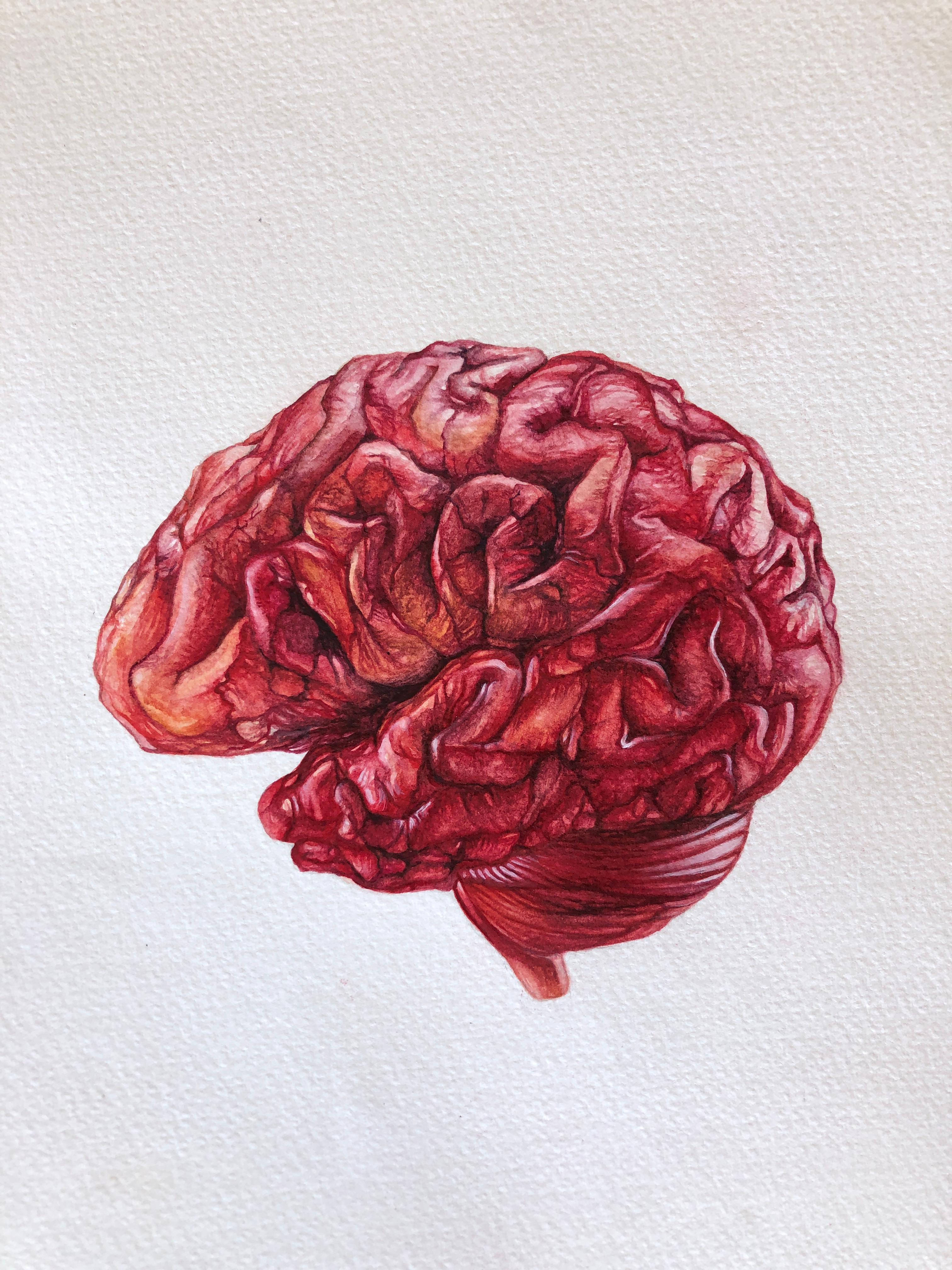 Brain